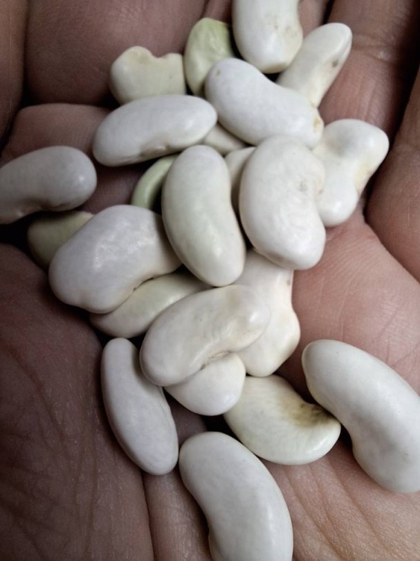 De Soissons Vert bab - bokorbab, Phaseolus vulgaris, hüvelyes